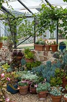 A display of potted cacti and succulents in a variety of pots and containers inside a glasshouse sitting on gravel mulch, Vitis vinifera - Grape Vine - trained up sides