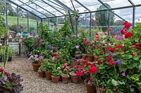 A display of potted plants inside a nursery glasshouse featuring a collection of flowering Pelargonium on gravel floor