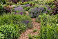 A herbaceous perennial bed with a winding bark mulched path, plants include Nepeta - Catmint and Salvia superba 
