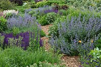 A herbaceous perennial bed with a winding bark mulched path and a planting of flowering plants and grasses, featuring Nepeta x faassenii - Catmint and Salvia superba, repeat planting along path