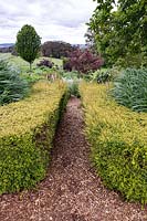 Two low hedges of a yellow form of Lonicera nitida 'Baggesen's Gold - Box Honeysuckle, either side of bark path. Path leads to flower bed, shrubs and trees with views to the rural landscape