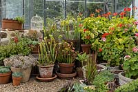 A group of pot plants in a glasshouse on gravel, plants include: succulents, carnivorous plants and flowering Pelagonium