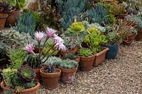 A colourful display of potted cacti and succulents sitting on gravel mulch 