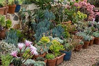 Display of potted cacti and succulents inside a glasshouse, either sitting on gravel or on shelf