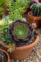 Close up of a single rosette of an Aeonium arborescens 'Velour' with glossy dark purple and green fleshy leaves growing in a mixed pot with other succulents