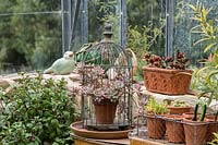  A display of small terracotta pots in a vintage wire basket on a shelf in a glasshouse, featuring an retro wire birdcage with a Graptopetalum pararguyanesis - Ghost Plant - with pink blushed leaves.