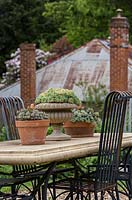 Cast concrete table with metal chairs, potted succulents as table decoration. Sedum in pots and the larger urn is planted with Echeveria