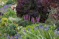 An mixed border with a purple, yellow and green colour scheme, Euphorbia and bicoloured Lupinus - Lupin - against backdrop of purple foliage from Berberis