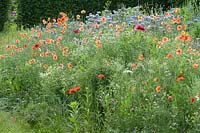 Flower meadow for bees with corn poppy and chamomile. 