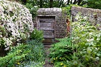 Rustic garden door and Clematis montana rubens at Millgate House Garden, North Yorkshire, UK