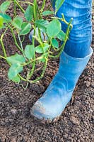 Woman using boot to firm soil around newly planted rose shrub