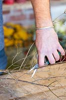 Man using secateurs to cut suitable lengths of birch twigs