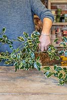 Man using secateurs to cut suitable lengths of Holly twigs
