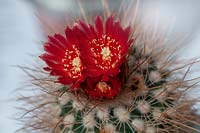 Parodia cactus in bloom.