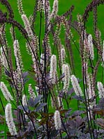 Actaea simplex - Baneberry 