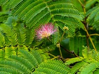 Albizia julibrissin - Persian Silk Tree