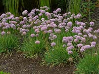 Allium senescens - Ageing allium