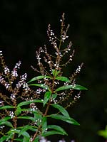 Aloysia citrodora - Lemon Verbena
 