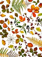 Bramble leaves, oak leaves, bracken fronds changing colour in autumn against white background 