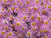 Chrysanthemum 'Pink Procession'