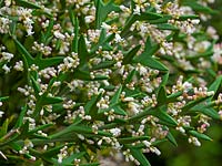 Colletia paradoxa - Anchor Plant