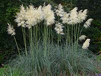 Cortaderia selloana 'White Feather' - Pampas Grass 'White Feather' 