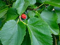 Morus - Mulberry tree leaves and fruit 
