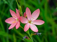 Hesperantha coccinea 'Salmon Charm' - Crimson flag lily 'Salmon Charm'