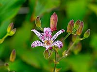 Tricyrtis hirta - Japanese toad lily
