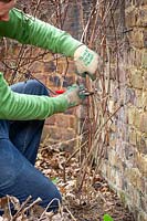 Pruning a late flowering type-3 clematis by cutting hard back close to the ground in winter. 