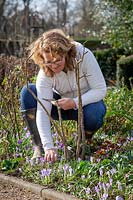 Pruning roses in late winter or early spring - cutting out old or diseased wood. 