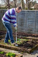 Digging in green manure - Phacelia tanacetifolia - Scorpion weed - in a border in the vegetable garden