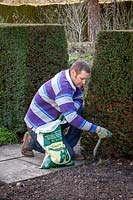 Feeding a yew hedge with granular fertiliser. Taxus baccata. 