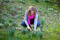 Digging up and dividing clumps of snowdrops - Galanthus nivalis - after they have flowered - known as 'in the green'