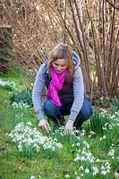 Digging up and dividing clumps of snowdrops - Galanthus nivalis 'in the green' soon after they have flowered.