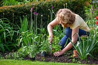 Planting salvias in front of alliums in a border to disguise their dying foliage.