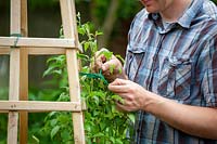 Tying in a clematis to a wooden obelisk plant support with garden ribbon