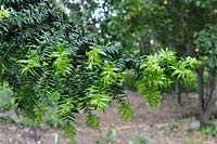 Araucaria bidwillii - bunya bunya pine