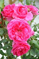 Rosa 'Parade' rose