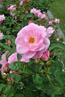 Rosa 'wise woman' rose