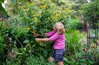 Rescuing big plants that have flopped when they're in full flower. Re-staking an Inula