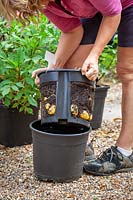 Device for growing Potatoes in a pot, tubers visible and ready to harvest