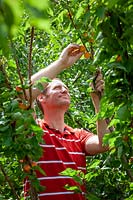 Harvesting Prunus armeniaca - Apricot