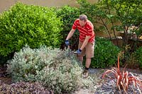 Cutting back a summer flowering shrub - Senecio - with hand shears after it has finished flowering