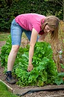 Removing Lettuces that have bolted