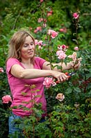 Deadheading Rosa - Rose - bushes to ensure longer flowering season