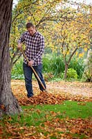 Clearing leaves from a lawn using a tine rake