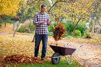 Collecting autumn leaves from a lawn using a plastic hand grabber and putting them in a wheelbarrow