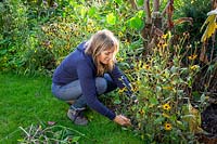 Cutting back rudbeckias after they have finished flowering