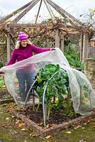 Netting Brassicas - Kale and Sprouts - for protection from pigeons